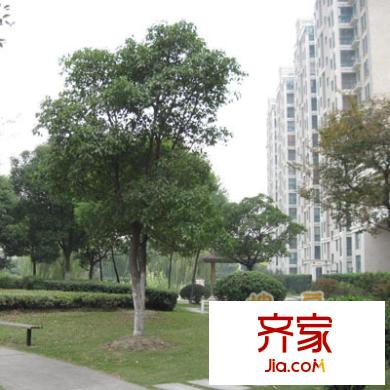名仕世家花苑外景图上海