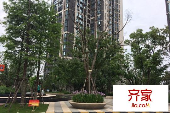 明园森林都市三期涵翠苑实景图小区绿化(2015.6)