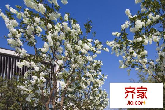 佘山珑原花海间实景图(2015.3)