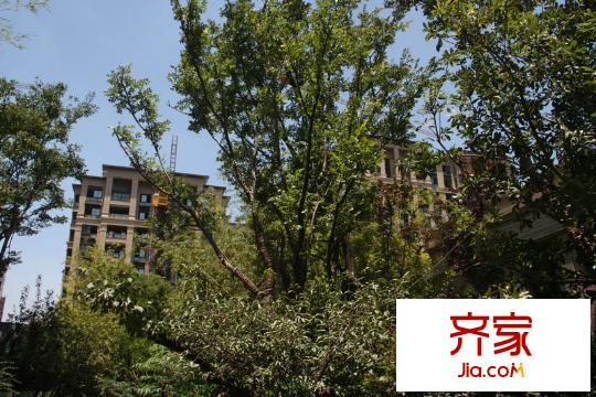 保利叶之林(2013.8)