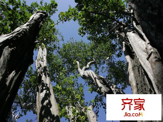 紫辰院园林2013.07
