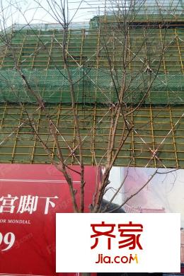 中海枫丹公馆施工现场2015.4