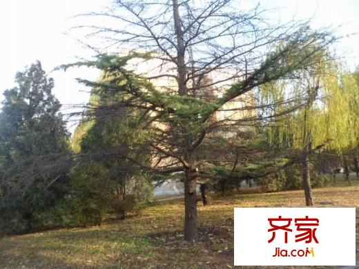 风雅园一区外景图