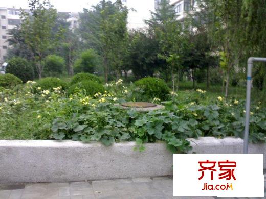 花家地西里二区外景图花坛