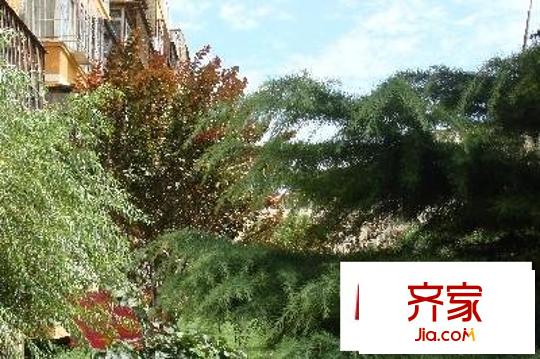 南太平庄北巷外景图绿化