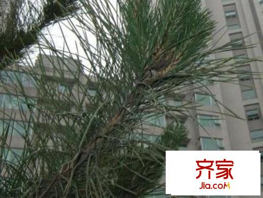 世方豪庭外景图绿化