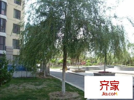 草桥欣园四区外景图小区道路图