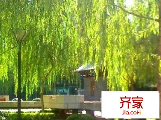 腾龙家园外景图绿化