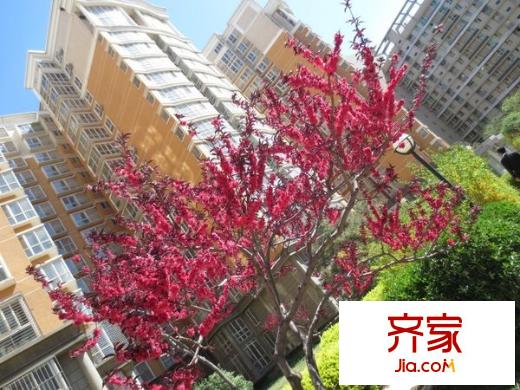曙光花园望山园外景图