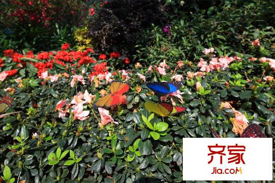 九洲海誉居园林(2015-03-20)