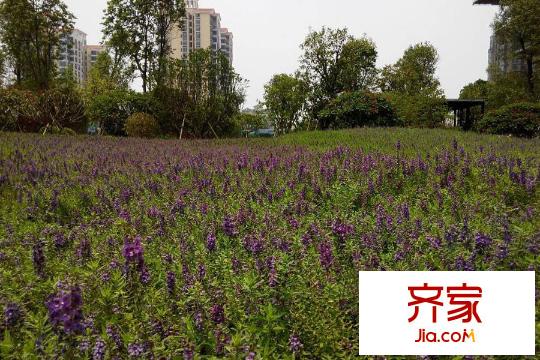 君华御府园林实景花海(2015.6)