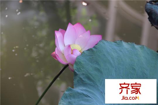 星河湾半岛园林(2015-9-8)