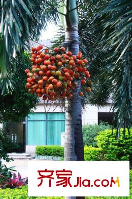 海珠半岛花园三期一期小区内环境