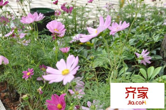 中洲・中央公寓E-CLASS园林(2015-3-21)