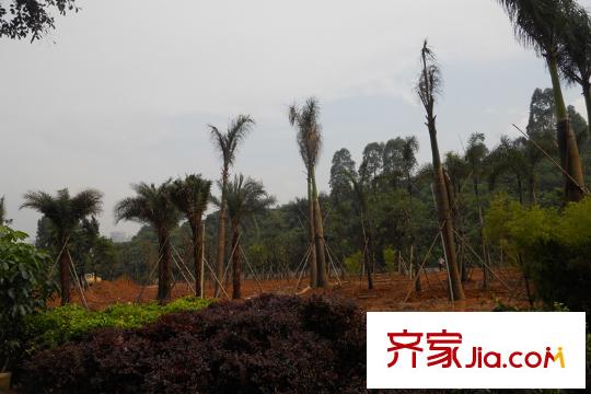 百合盛世二期南面的森林(20120504)