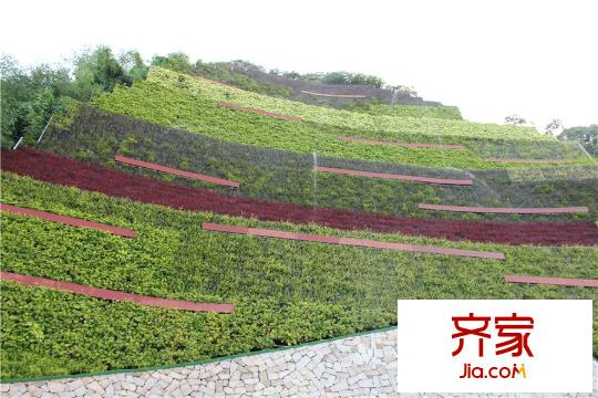 汉京九榕台项目路边生态强(2015-09-24)