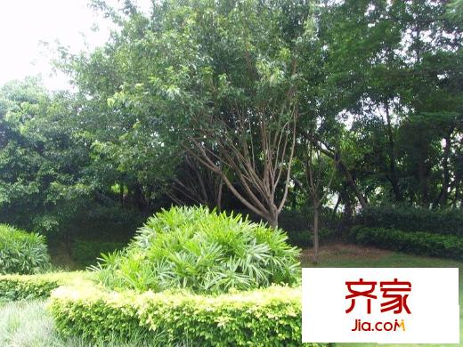 荔树人家外景图小区相关图_4