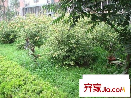 龙跃苑三区配套图小区绿化