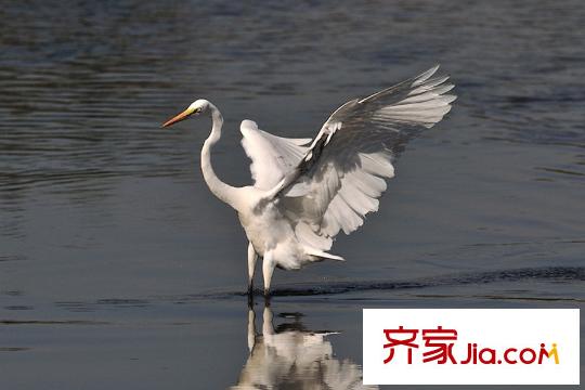 祥泰永嶗山二路以東、藍(lán)岙路以南地塊周邊配套之墨水河白鷺戲水