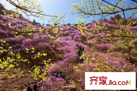 朝陽山路東、海王路南地塊周邊配套之大珠山杜鵑景觀