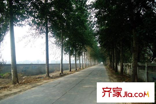 8哩岛周边配套-林荫道