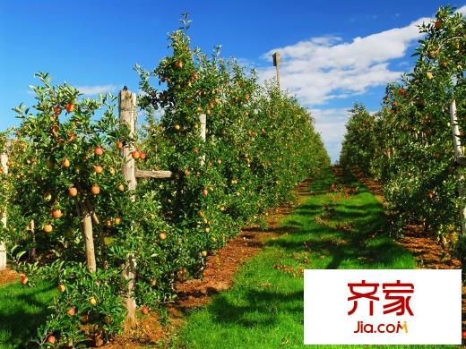 东御墅内部配套绿色有机农场2014.5