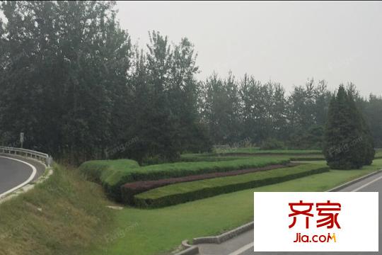 中粮・瑞府周边绿化2015.8