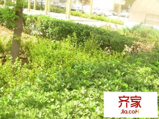 电子城小区外景图小区绿化