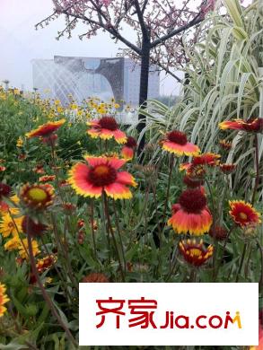 經(jīng)緯城市綠洲武清配套圖周邊武清文化公園