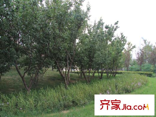 仁恒河濱花園周邊樹木