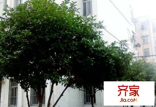明珠園花園