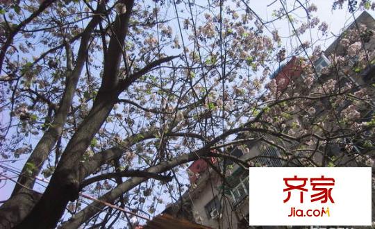 文昌巷小區(qū)外景圖