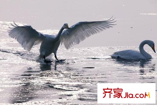 招商果嶺周邊配套團泊湖景觀