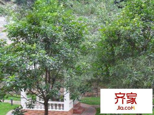 嘉誼花園外景圖 