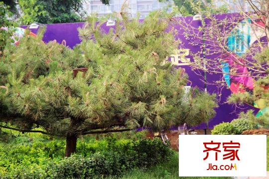 鼎旺90社區(qū)
