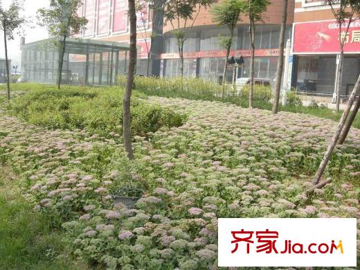 時代星城向南行約15米的周邊綠化帶