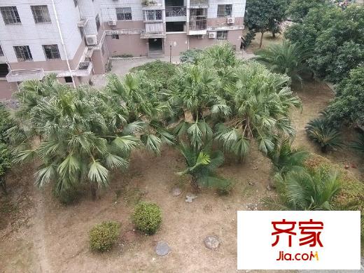 閩江新苑外景圖 