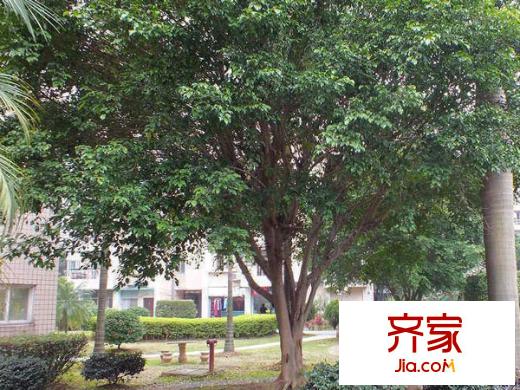 天賜良園外景圖 