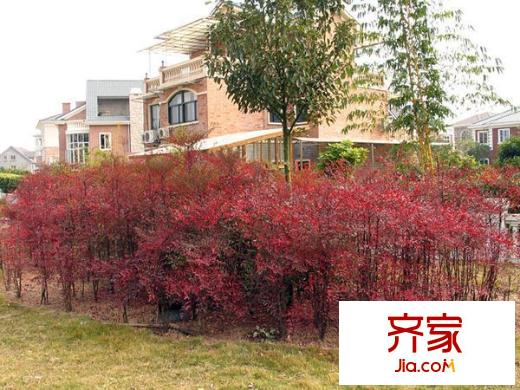 天江第一村外景圖 