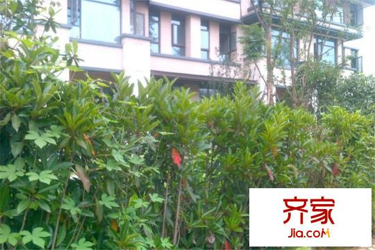聯(lián)投半島別墅區(qū)綠化（2015.3.20）