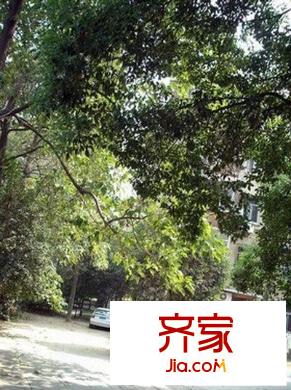 紫竹園外景圖   