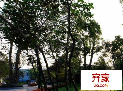 建發(fā)領(lǐng)第一區(qū)外景圖 