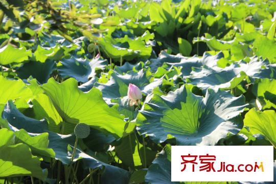 融僑觀(guān)邸配套圖閩江公園風(fēng)景20130808