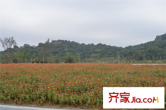 融僑奧體園著飛鳳湖實(shí)景圖2