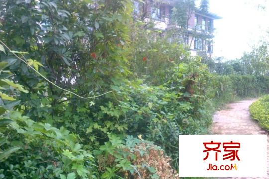 聯(lián)投半島別墅綠化帶（2015.3.20）