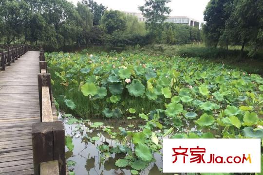 萬科花山紫悅灣周邊嚴(yán)西湖濕地公園荷花池