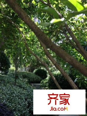 廣電蘭亭都薈實景圖小區(qū)綠化（20140605）