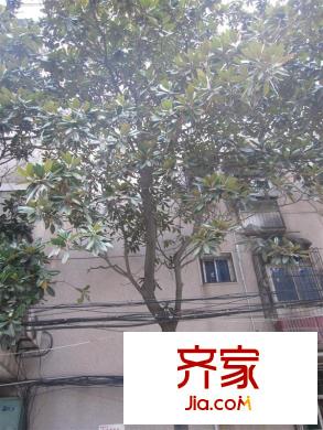 柴林頭東區(qū)外景圖