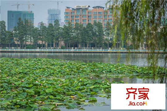 新世界夢湖香郡湖面風(fēng)景局部（20150808）