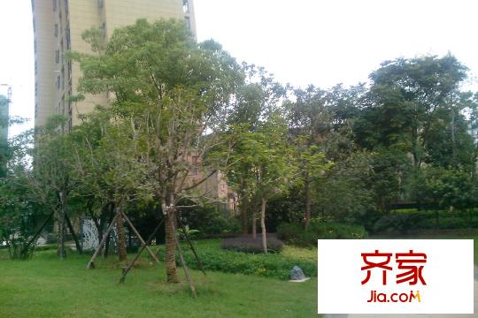 中國(guó)鐵建國(guó)際城綠化（20150923）